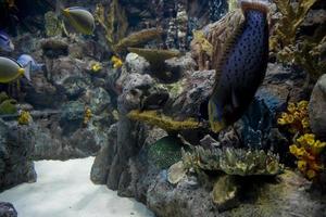 large interior of the aquarium on the Spanish island of Tenerife in Loro Park photo