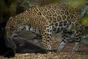 adulto leopardo acostado en el zoo jardín foto