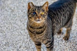 homeless man blind in one eye gray tabby cat on the street photo