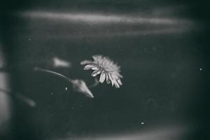 wild yellow flower of a dandelion on an interesting background photo