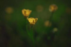 yellow spring flower on a background of green meadow in a natural habitat photo