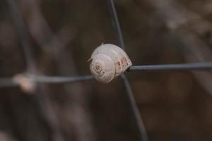 little snail shell in close-up on a brown background photo