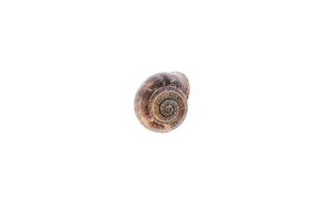 little brown snail shell on a light background photo