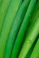 Fresh green onions on a wooden rectangular cutting board photo