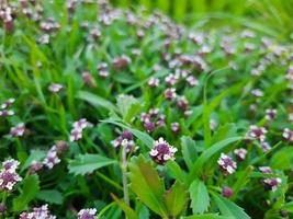 White and purple flowers of the Green Phyla nodiflora plant in a garden photo