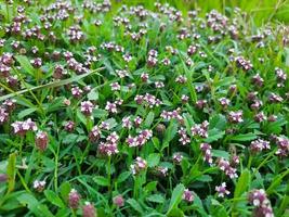 White and purple flowers of the Green Phyla nodiflora plant in a garden photo