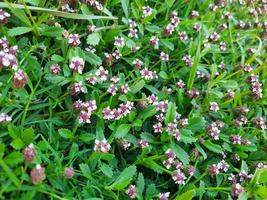 White and purple flowers of the Green Phyla nodiflora plant in a garden photo