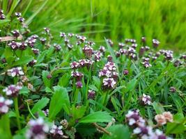 White and purple flowers of the Green Phyla nodiflora plant in a garden photo