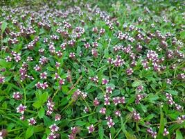 White and purple flowers of the Green Phyla nodiflora plant in a garden photo