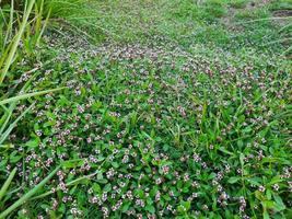 White and purple flowers of the Green Phyla nodiflora plant in a garden photo