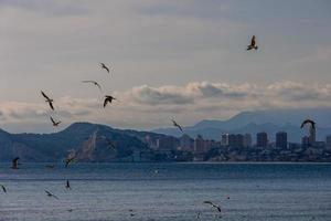 landscape of Benidorm Spain in a sunny day on the seashore with seagulls photo