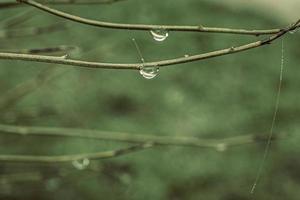 little delicate water drops on a spider web in close-up on a foggy day photo