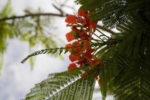 exótico rojo flor en el árbol con azul cielo antecedentes foto