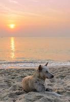 Dog on the beach at sunrise photo