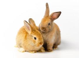 Two cute brown rabbits with different actions sitting on white rabbit. Lovely action of adorable baby rabbit photo