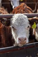 Hereford vacas granja foto