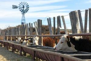 hereford cattle farm photo