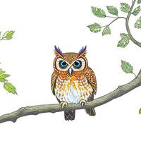 Owl drawing. The illustration was created using . photo