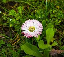 un cerca arriba de un rosado margarita flor en el primavera Brillo Solar foto