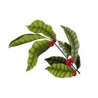 Branch of a coffee tree with red berries and leaves in a cartoon style. Dark green leaves and red coffee berries for packaging and advertising design. vector