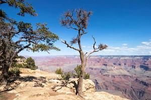 Tree perched on the rim of the Grand Canyon photo