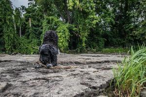 portugués agua perro masticación en un palo foto