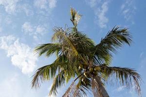 palmera en el cielo foto