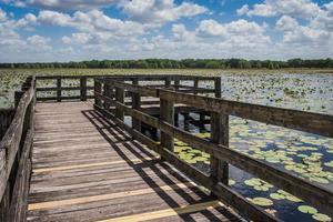 boardwalk through the marsh photo