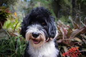 perro en un botánico jardín foto