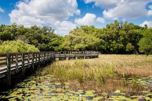 boardwalk through the marsh photo