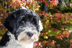 portugués agua perro en otoño foto