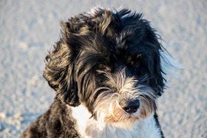 cute dog at the beach photo