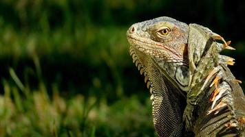 Iguana lizard portrait photo