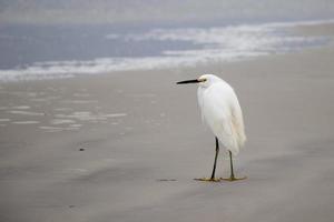 blanco apuntalar pájaro en el playa foto