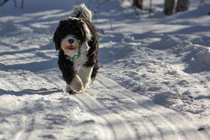 Dog walking in the snow photo