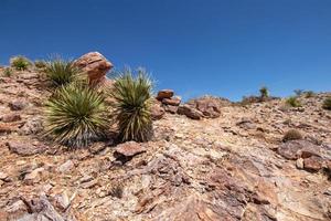 plants in the desert at Picacho Peak in Las Cruces, New Mexico photo