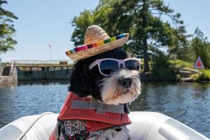 Portuguese Water Dog wearing sunglasses and a hat in a dingy photo
