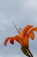 close up tiger lily against a cloudy sky photo