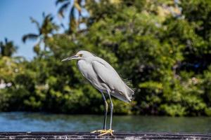 sea bird in Key Largo, Florida photo