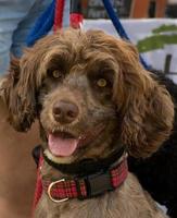 brown Portuguese Water Dog photo