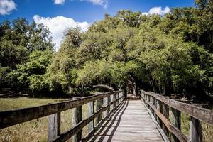 boardwalk through the marsh photo
