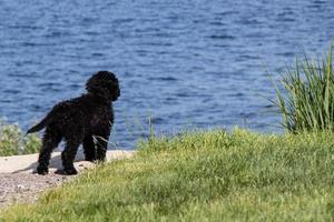 perrito mirando a el agua foto