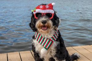 Dog wearing Christmas scarf and glasses by the sea photo