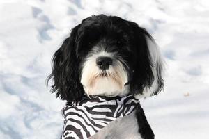 dog portrait in the snow photo