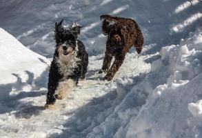 dos perros jugando en el nieve foto