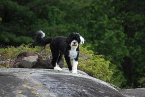 Black and white dog standing on a rock photo