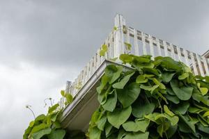 View of wooden railing and vines on a building photo