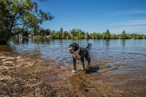 portugués agua perro jugando en el lago foto