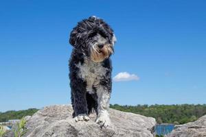 portugués agua perro en pie en un rock foto