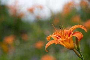 close up tiger lily against a blurred background photo